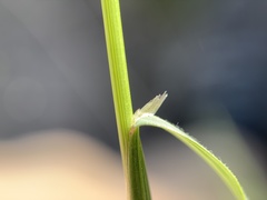Melica spectabilis