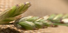 Melica spectabilis