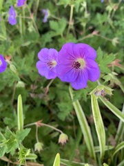 Geranium incanum