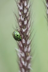 Calligrapha pantherina