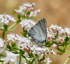Satyrium sylvinus dryope