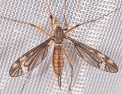 Tipula fuliginosa