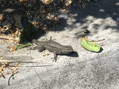 Sceloporus occidentalis