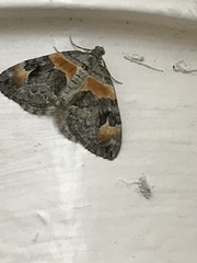 Dysstroma hersiliata