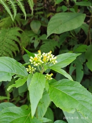 Schistocarpha eupatorioides