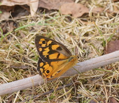 Heteronympha penelope