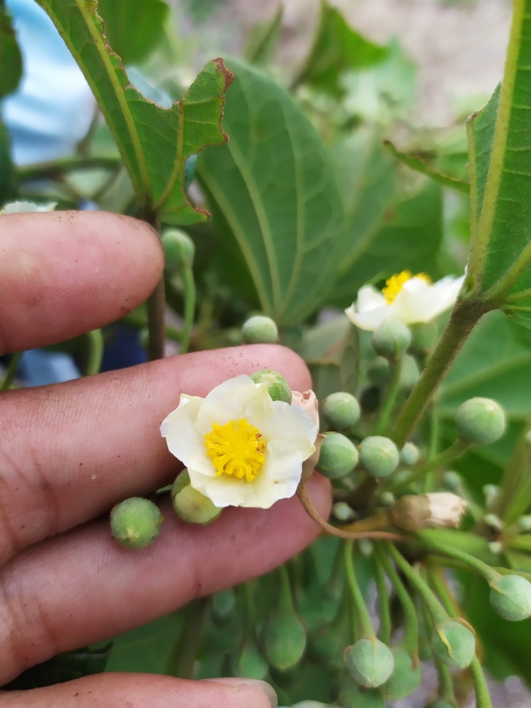Hampea