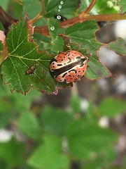 Calligrapha spiraeae