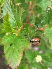 Calligrapha spiraeae
