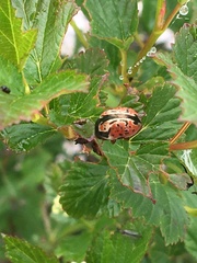 Calligrapha spiraeae