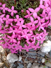 Houstonia rubra