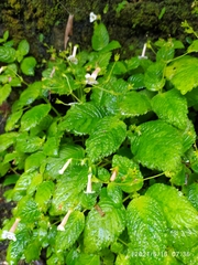 Gesnerieae
