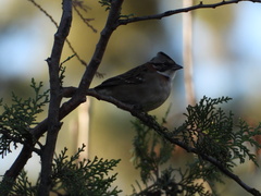 Zonotrichia capensis