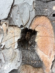 Leiobunum calcar