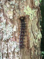 Lymantria dispar dispar