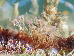 Ectopleura crocea