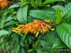 Palicourea triphylla