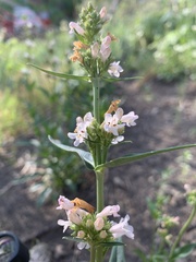 Penstemon pratensis