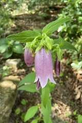 Campanula punctata