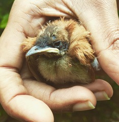 Terpsiphone paradisi ceylonensis