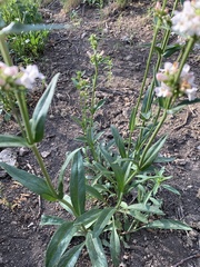 Penstemon pratensis
