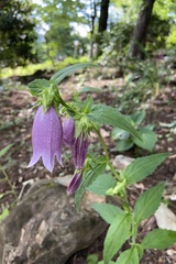Campanula punctata