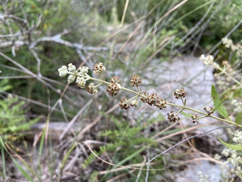 Wand butterflybush (Buddleja racemosa)