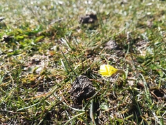 Narcissus bulbocodium graellsii