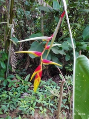 Heliconia platystachys