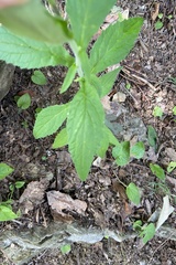 Campanula punctata