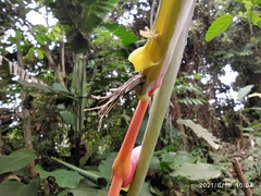 Heliconia platystachys