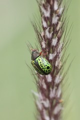 Calligrapha pantherina