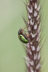 Calligrapha pantherina