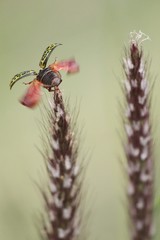 Calligrapha pantherina