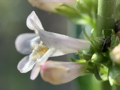 Penstemon pratensis