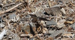 Hemipenthes edwardsii