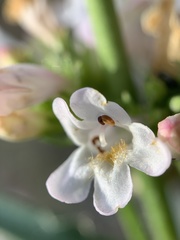 Penstemon pratensis