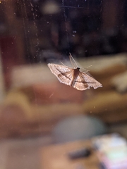 Idaea mediaria