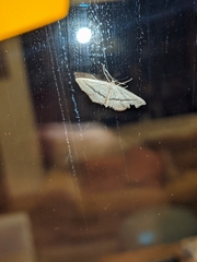 Idaea mediaria