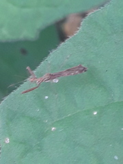 Bactrodes spinulosus
