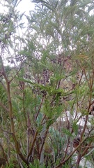 Dasineura rubiformis