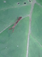 Bactrodes spinulosus