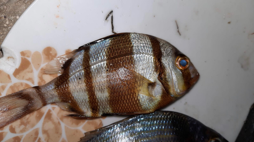Redbanded seabream (Pagrus auriga) — Sparidae — 2