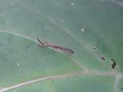 Bactrodes spinulosus