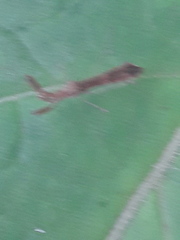 Bactrodes spinulosus