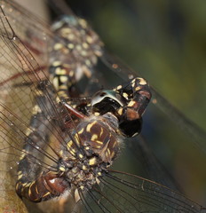Austroaeschna multipunctata