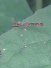 Bactrodes spinulosus