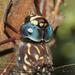 Multi-spotted Darner - Photo (c) Reiner Richter, some rights reserved (CC BY-NC-SA), uploaded by Reiner Richter