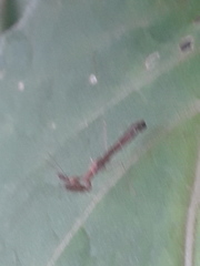 Bactrodes spinulosus