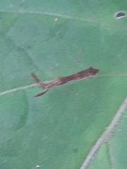 Bactrodes spinulosus